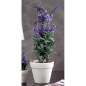 VASO C/LAVANDA D.11XH40CM EAN 8021785216181 INGROSSO FIORI FINTI D'ARREDO VASO C/LAVANDA D.11XH40CM EAN 8021785216181 INGROSSO FIORI FINTI D'ARREDO