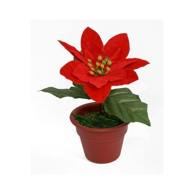 PIANTINA STELLA DI NATALE 12CM EAN 8033113560316 INGROSSO OGGETTISTICA NATALIZIA