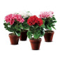 VASO GERANI D.10,5XH.38 ASS. EAN 8021785246140 INGROSSO FIORI FINTI D'ARREDO