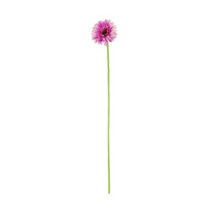 CASALINGHI GERBERA FUCSIA POLIEST. PLAST. H.60 CM 8056001136844 ARTICOLI PER LA CASA FIORI FINTI D'ARREDO