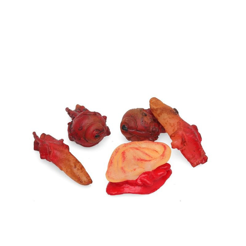 RESTI UMANI DITA OCCHI ORECCHIE 5PZ EAN 8422259792338 INGROSSO DECORAZIONI HALLOWEEN RESTI UMANI DITA OCCHI ORECCHIE 5PZ EAN 8422259792338 INGROSSO DECORAZIONI HALLOWEEN