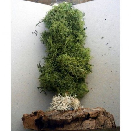 INGROSSO CIPRESSO NORDICO PICCOL