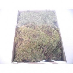 INGROSSO SCATOLA MUSCHIO SOTTILE