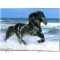 PUZZLE PZ.500 CAVALLO NERO EAN  INGROSSO PUZZLE CLASSICI