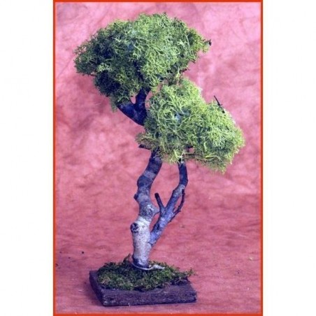 INGROSSO ALBERO LEGNO CON LICHEN