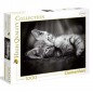 PUZZLE PZ.1000 GATTO HIGH QUALITY COLL. 69X50CM SCATOLA 37X28X5.5CM EAN 8005125394227 INGROSSO PUZZLE CLASSICI