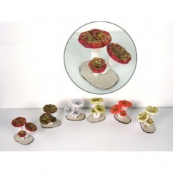 INGROSSO TRIS FUNGHETTI ASS.