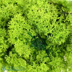 INGROSSO MUSCHIO NORDICO VERDE
