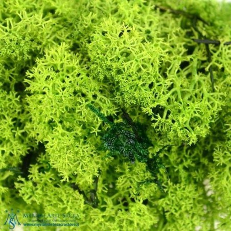 INGROSSO MUSCHIO NORDICO VERDE