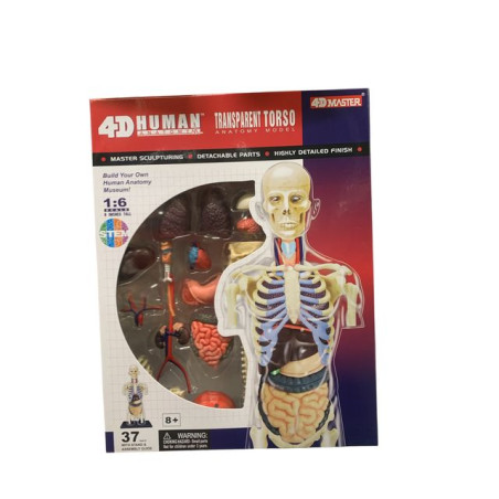 INGROSSO ANATOMIA UMANA 4D TORSO